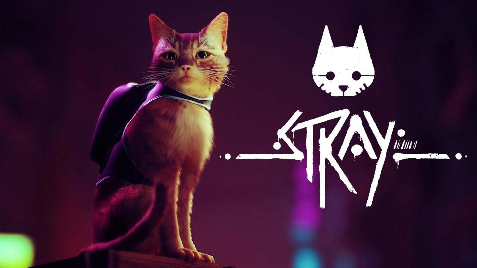 stray-splash